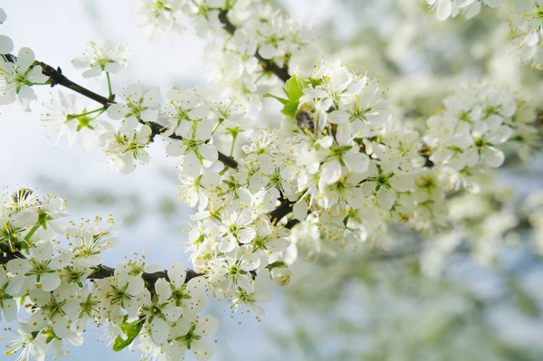 Macieira florescendo em tempo de primavera — Fotografia de Stock