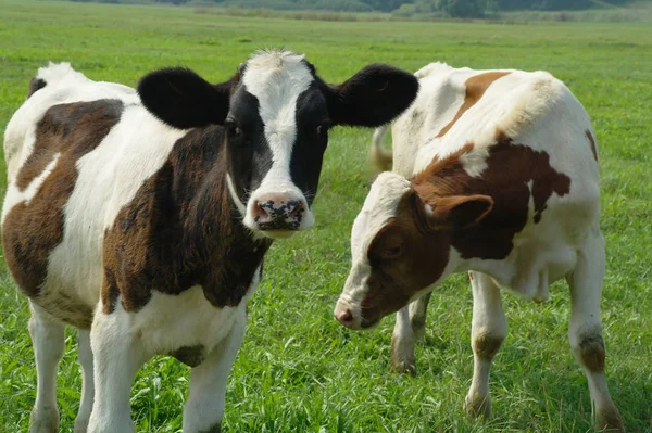 Calves on a summer pasture — Stock Photo, Image