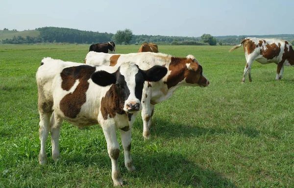 Calves on a summer pasture — Stock Photo, Image