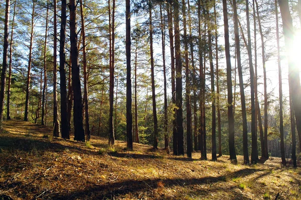 Το πρωί σε πευκόφυτο δάσος — Φωτογραφία Αρχείου