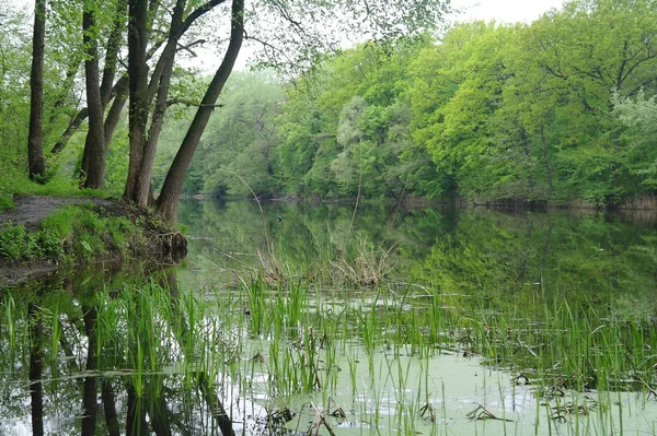 Rivierlandschap en hout — Stockfoto