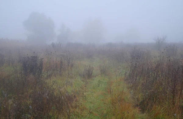 Grass in the meadow in foggy morning — Stock Photo, Image