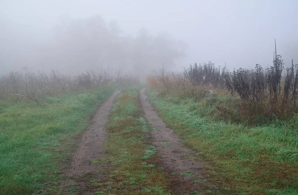 Herbe dans la prairie dans le brouillard matin — Photo