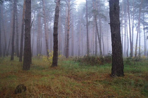 Pini nella foresta con mattina nebbiosa — Foto Stock