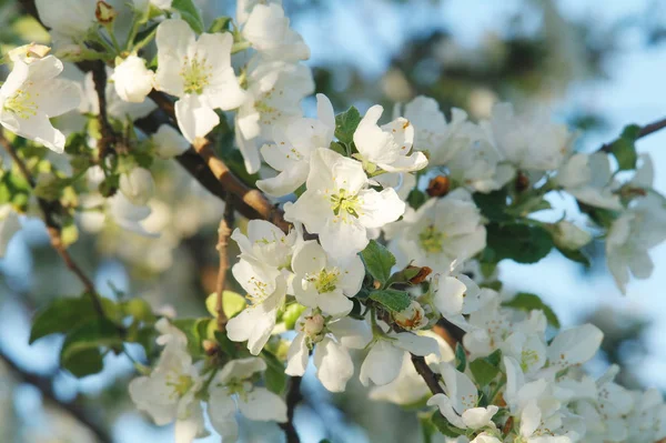 Blooming apple tree in spring time — Stock Photo, Image