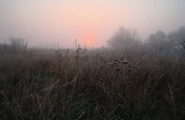 Ormanın yakınında çayırda kuru ot frost ile kaplı