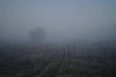 Ormanın yakınında çayırda kuru ot frost ile kaplı