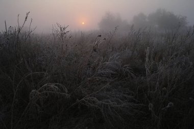 Ormanın yakınında çayırda kuru ot frost ile kaplı