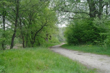 Bahar doğa. yeşil çim ve ağaçların Park.