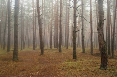 Puslu sabah ile ormanın içinde çam
