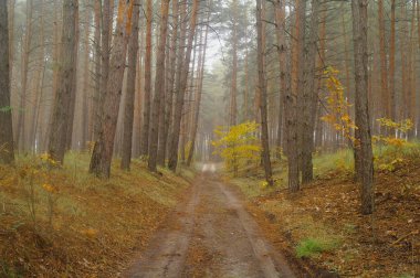 Puslu sabah ile ormanın içinde çam