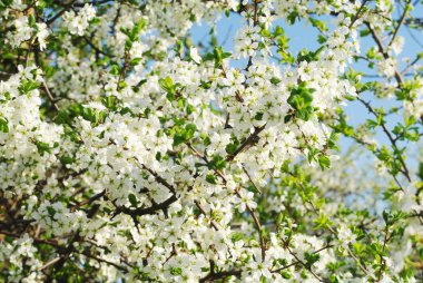 Bahar zamanı çiçek açan elma ağacı.