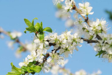 Bahar zamanı çiçek açan elma ağacı.