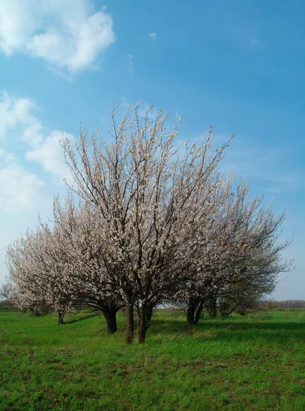 Abricot arbre à fleurs — Photo