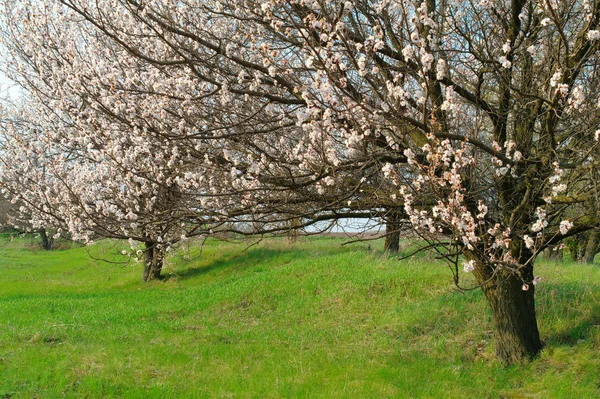 Albaricoque árbol floreciente — Foto de Stock