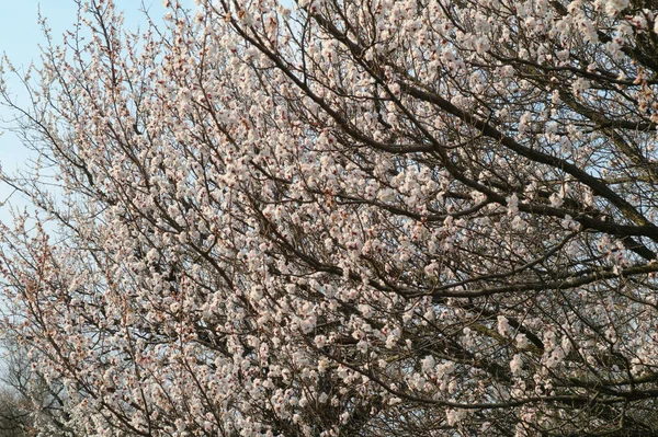 Abricot arbre à fleurs — Photo