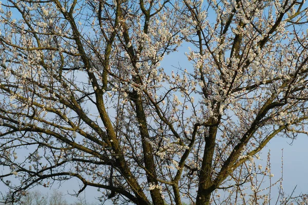 Albaricoque árbol floreciente — Foto de Stock