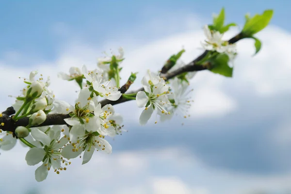 Blooming apple tree in spring time — Stock Photo, Image