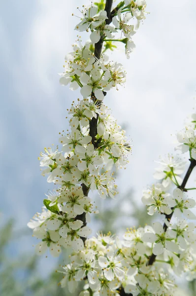 Macieira florescendo em tempo de primavera — Fotografia de Stock