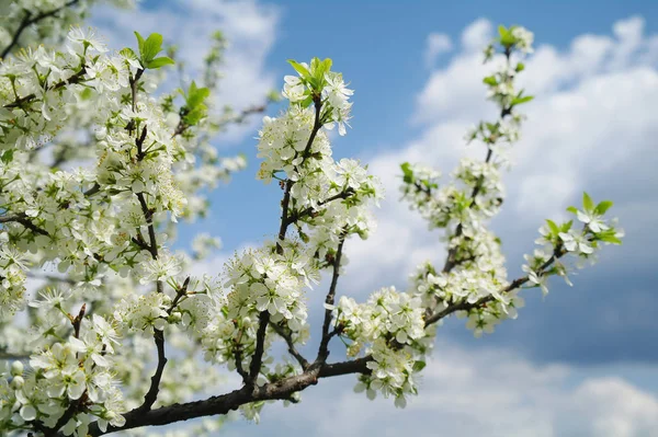 Macieira florescendo em tempo de primavera — Fotografia de Stock