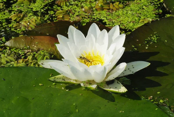Красивые белые цветы водяных лилий — стоковое фото
