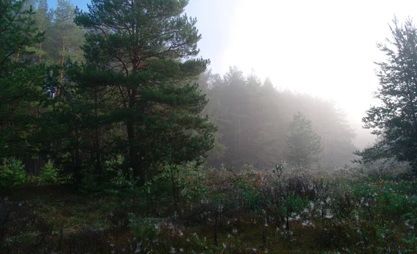 Pini nella foresta con mattina nebbiosa — Foto Stock