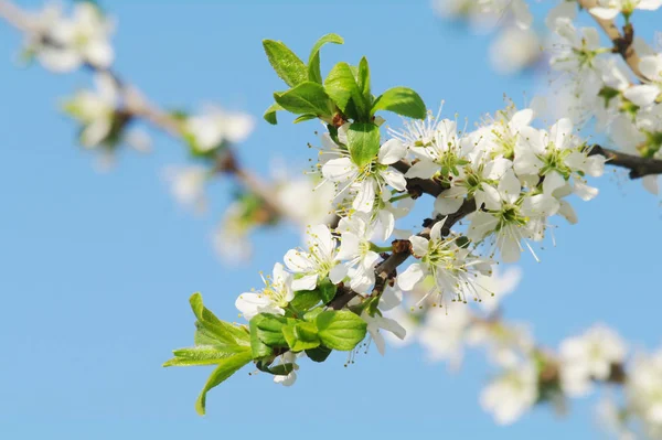 Blooming apple tree in spring time — Stock Photo, Image