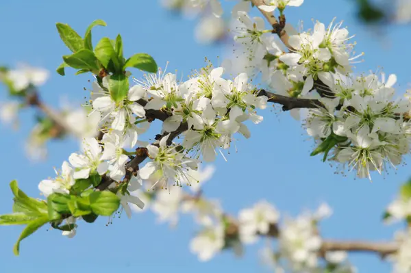 Blooming apple tree in spring time — Stock Photo, Image