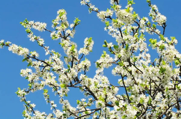 Blooming apple tree in spring time — Stock Photo, Image