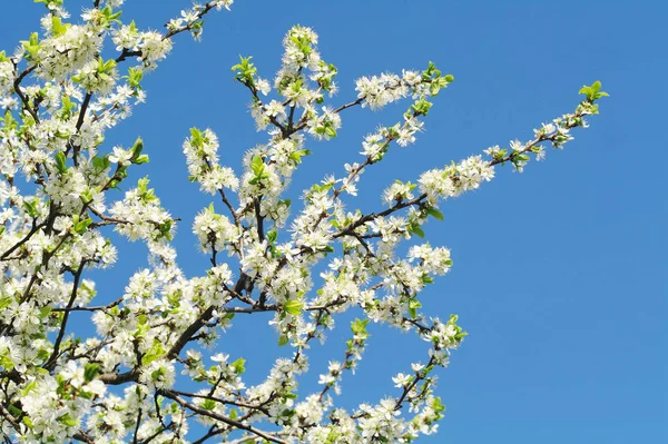 Pommier en fleurs au printemps — Photo
