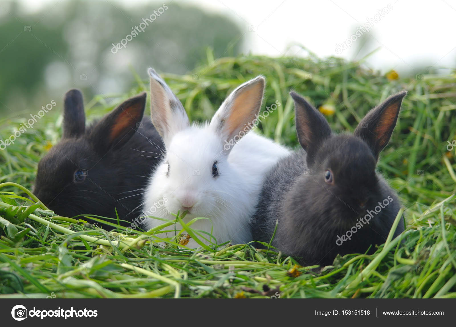 Black and white baby rabbits on green grass Stock Photo by ©e ...