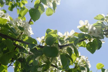 İlkbaharda açan armut dalı