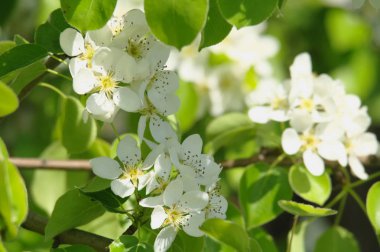 Bahar zamanı çiçeklenme ağacında
