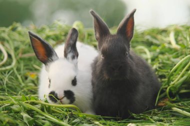 Yeşil çimenlerin üzerinde siyah ve beyaz bebeği tavşan