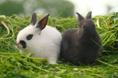 Yeşil çimenlerin üzerinde siyah ve beyaz bebeği tavşan