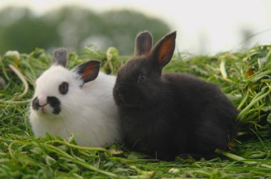 Yeşil çimenlerin üzerinde siyah ve beyaz bebeği tavşan