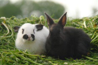 Yeşil çimenlerin üzerinde siyah ve beyaz bebeği tavşan