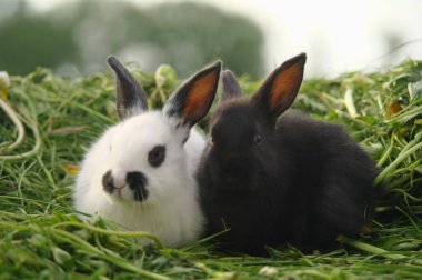 Yeşil çimenlerin üzerinde siyah ve beyaz bebeği tavşan