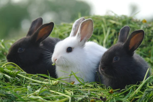 Černá a bílá baby králíci na zelené trávě — Stock fotografie