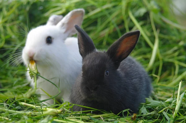 Zwart-wit baby konijnen op groen gras — Stockfoto