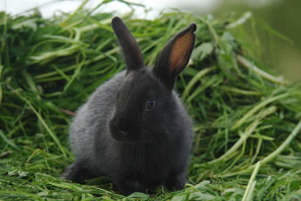 Black rabbit on green grass — Stock Photo, Image