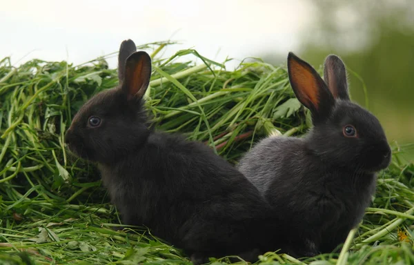 Zwart konijnen op groen gras — Stockfoto