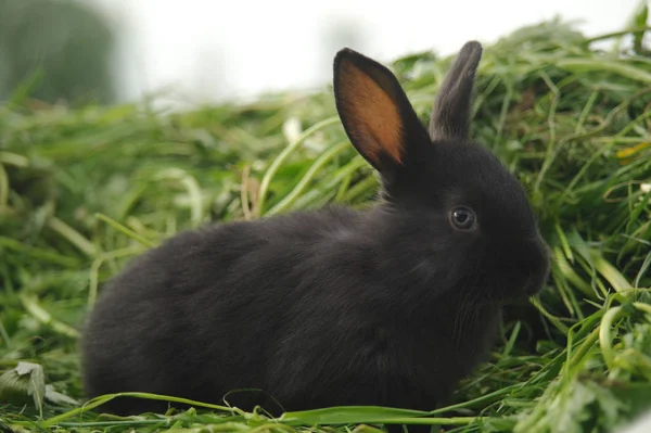 Zwarte konijn op groen gras — Stockfoto