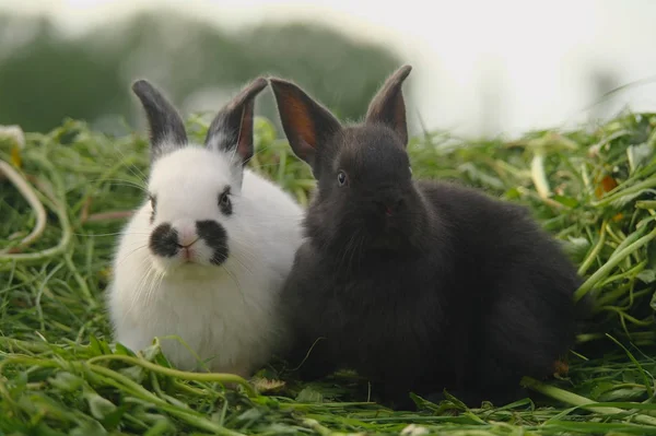 Black and white baby rabbits on green grass — Stock Photo, Image