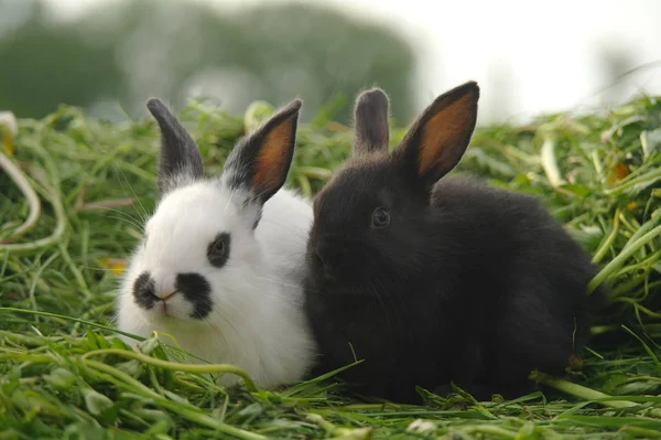 Черно-белые кролики на зеленой траве — стоковое фото