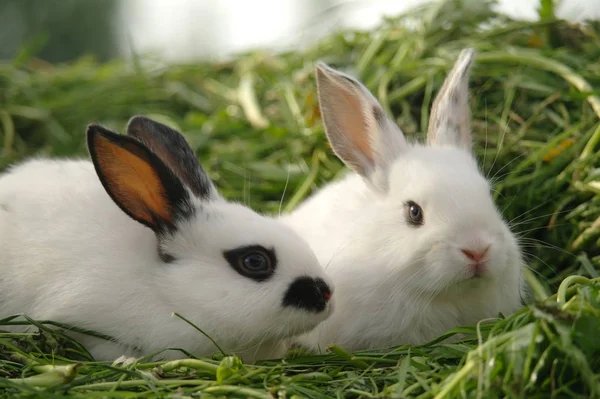 Білі кролики на зеленій траві — стокове фото
