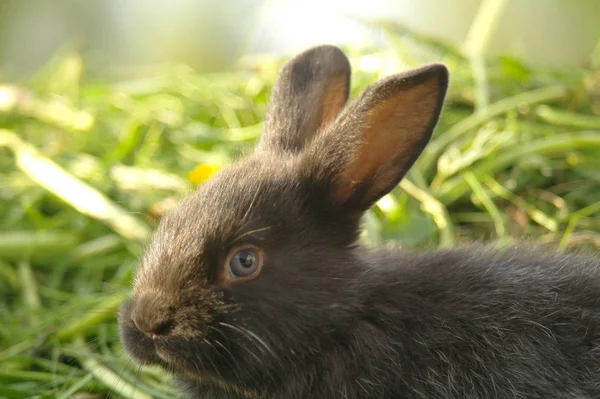 Zwarte konijn op groen gras — Stockfoto