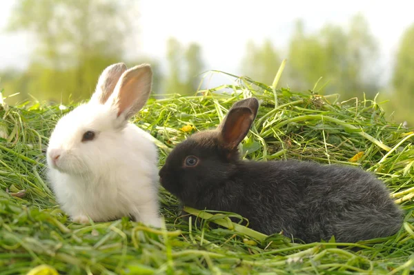 Conejos bebé blancos y negros sobre hierba verde — Foto de Stock