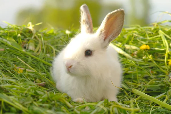 Wit konijn op het gras — Stockfoto