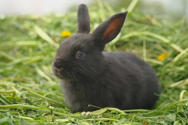 Black rabbit on green grass — Stock Photo, Image